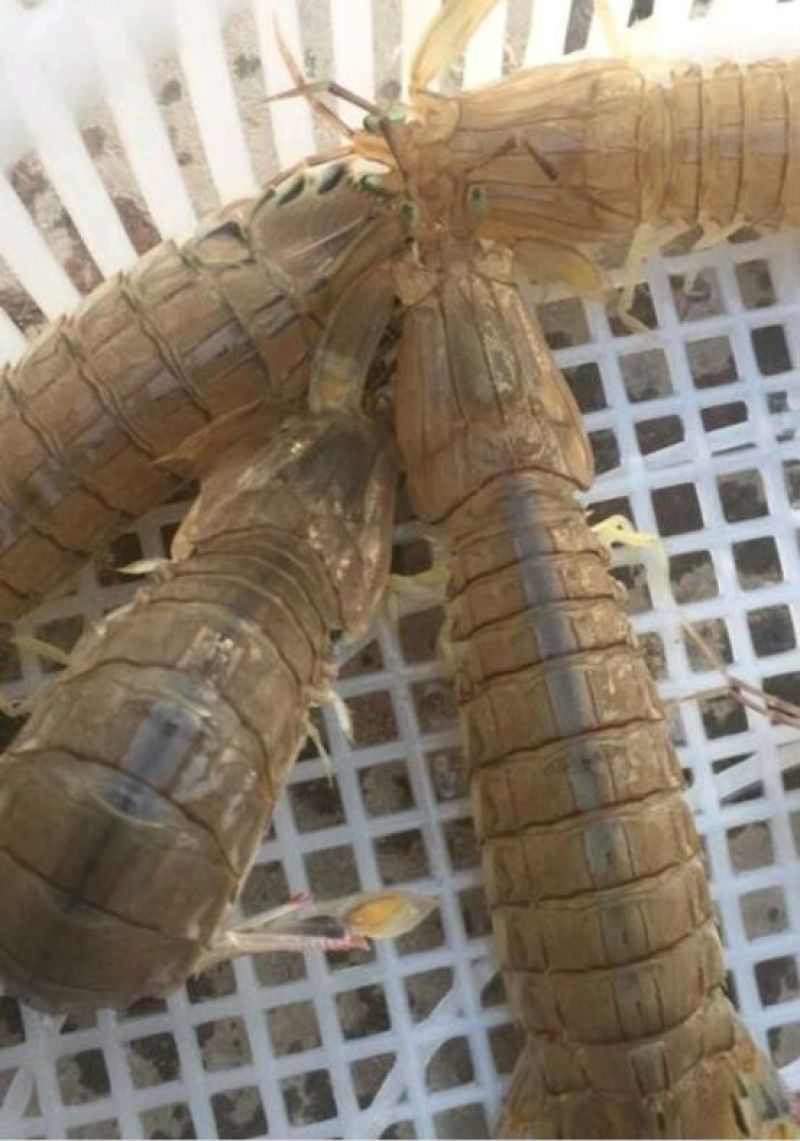 皮皮虾活虾