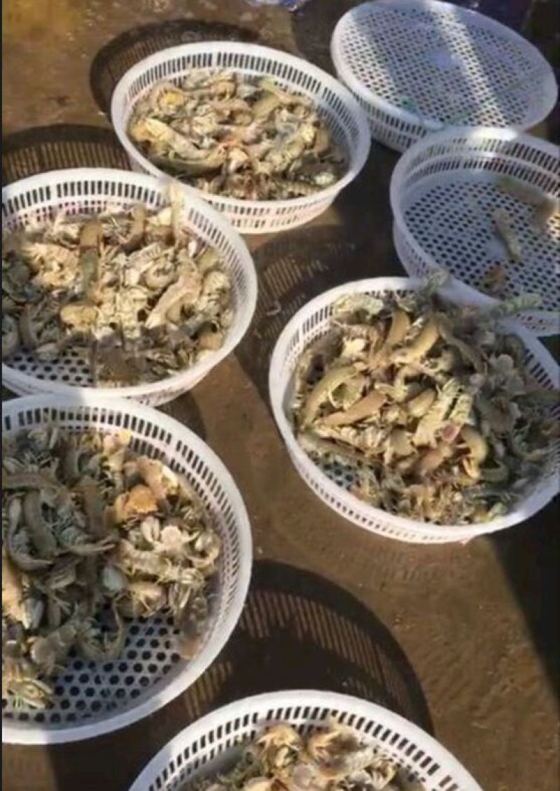 皮皮虾活虾