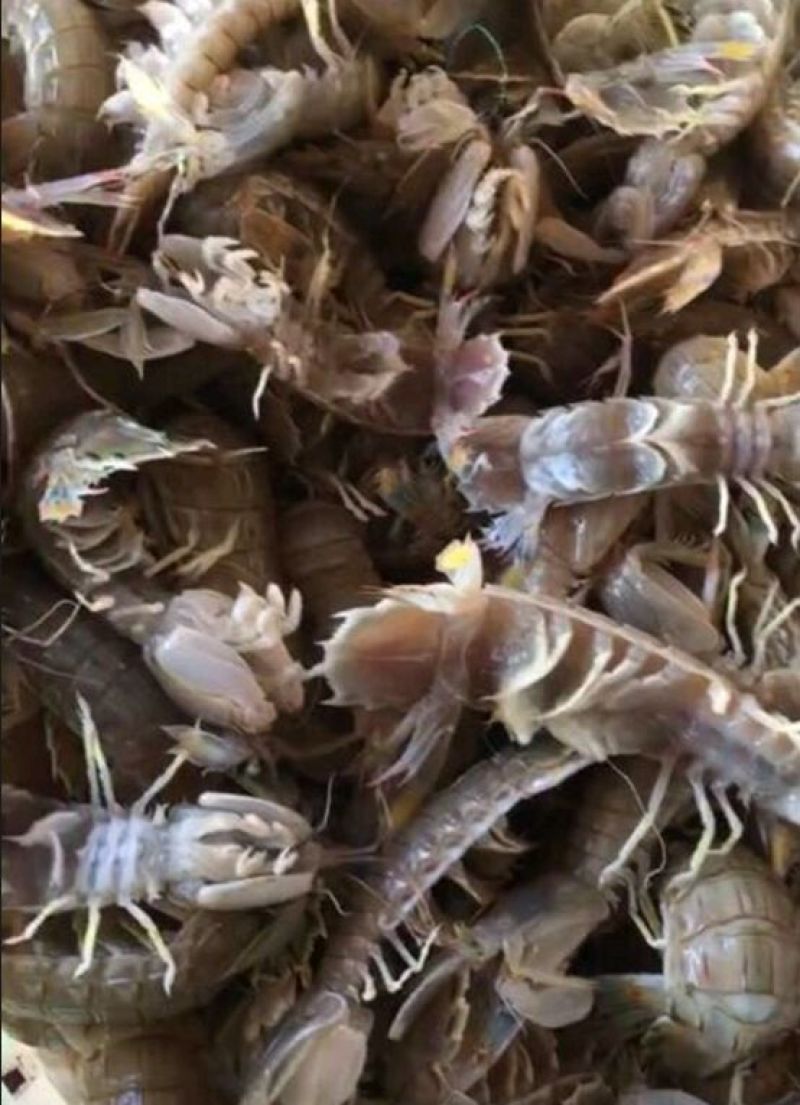 皮皮虾活虾