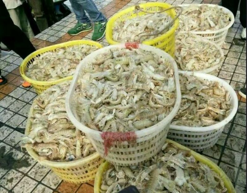 皮皮虾活虾