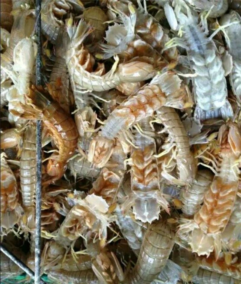 皮皮虾活虾