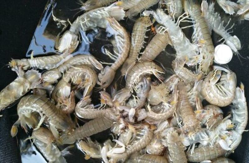 皮皮虾活虾