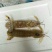 皮皮虾活虾