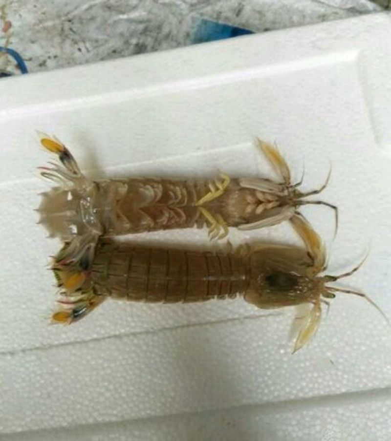 皮皮虾活虾