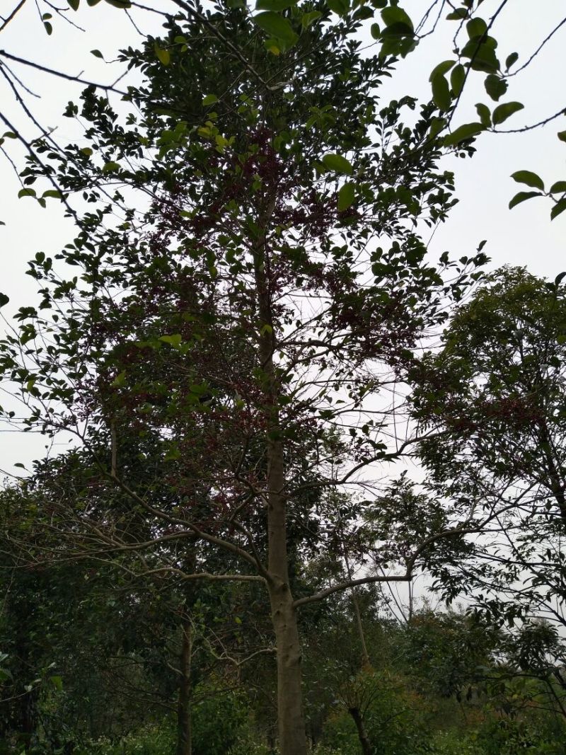 红果冬青14~16cm4米以上