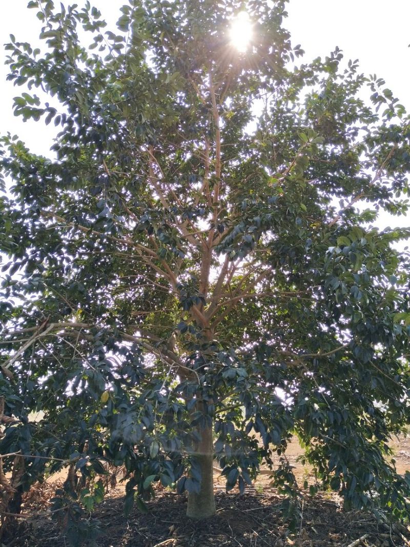 红果冬青14~16cm4米以上