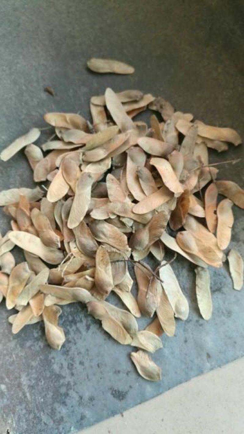 辽宁营口东升种苗现货大量批发杜梨种子嫁接各种梨树