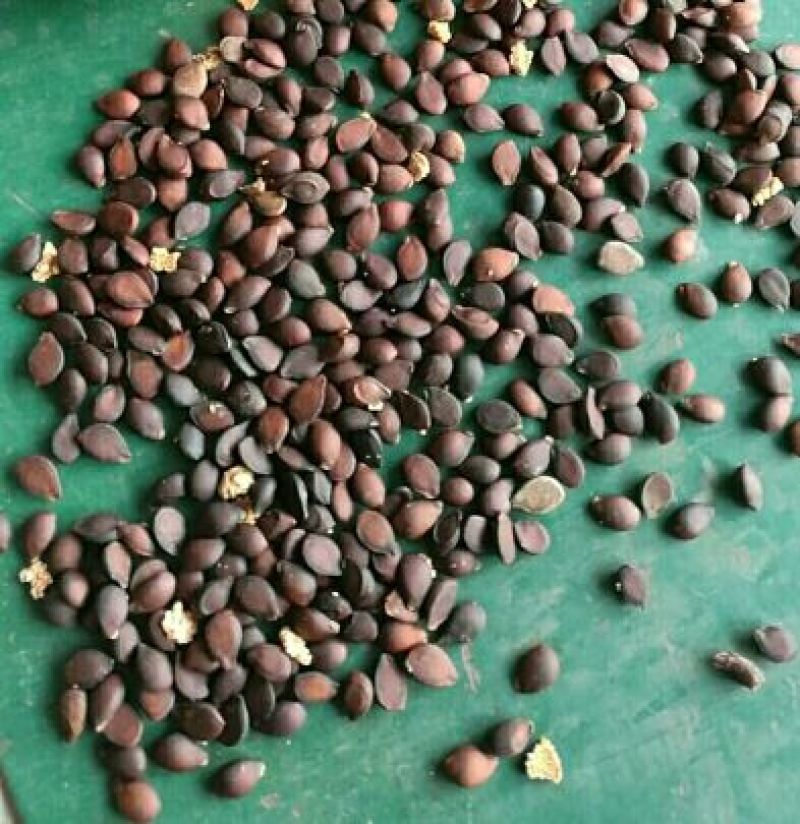 辽宁营口东升种苗现货大量批发杜梨种子嫁接各种梨树