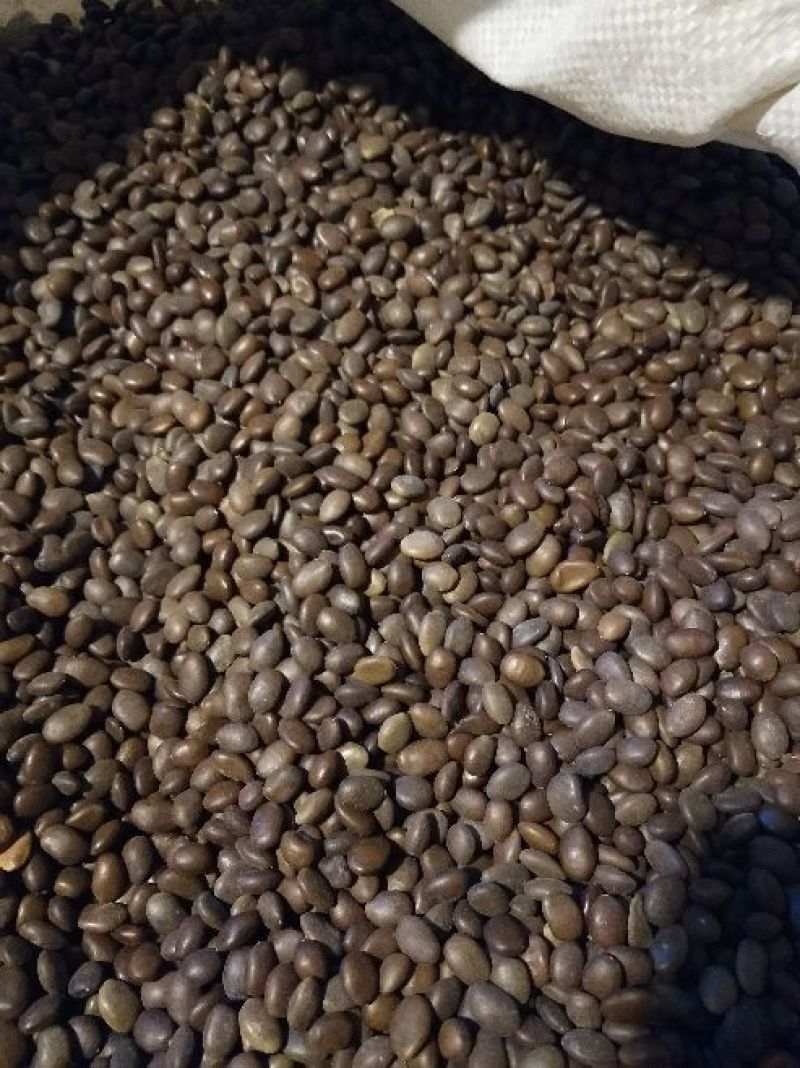 辽宁营口东升种苗现货大量批发杜梨种子嫁接各种梨树