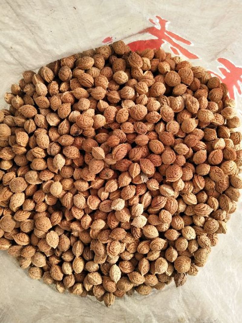 辽宁营口东升种苗现货大量批发杜梨种子嫁接各种梨树