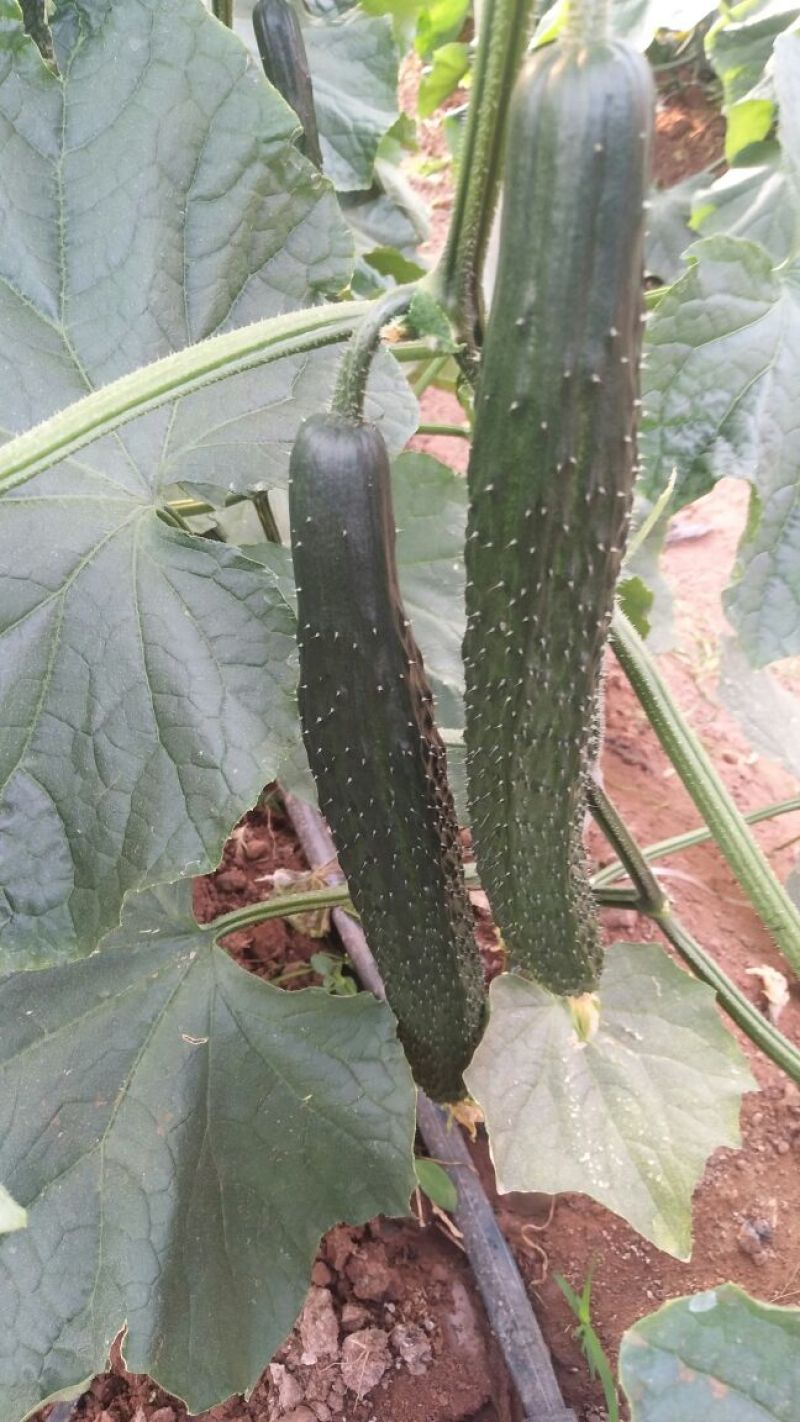 黄瓜干花带刺25公分以上