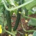 黄瓜干花带刺25公分以上
