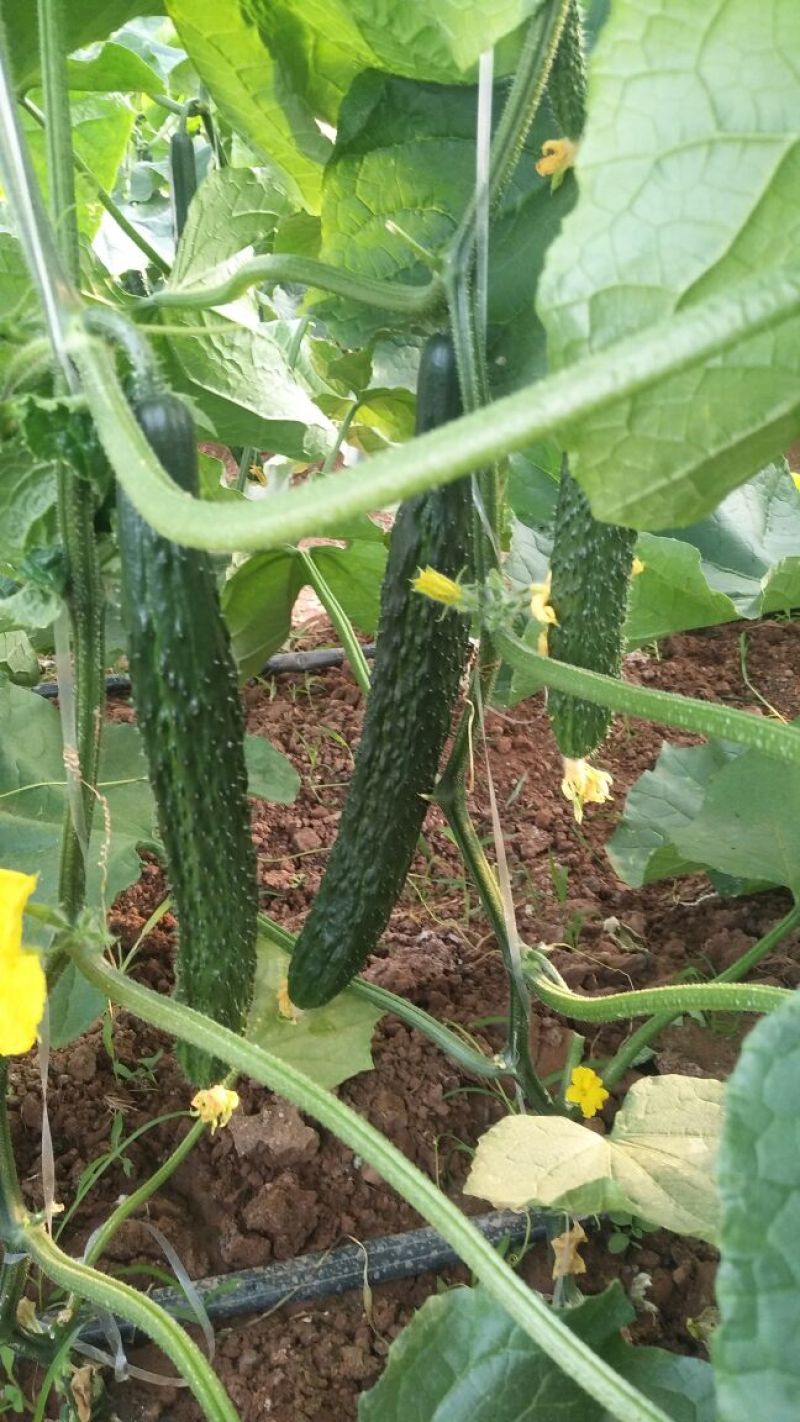 黄瓜干花带刺25公分以上