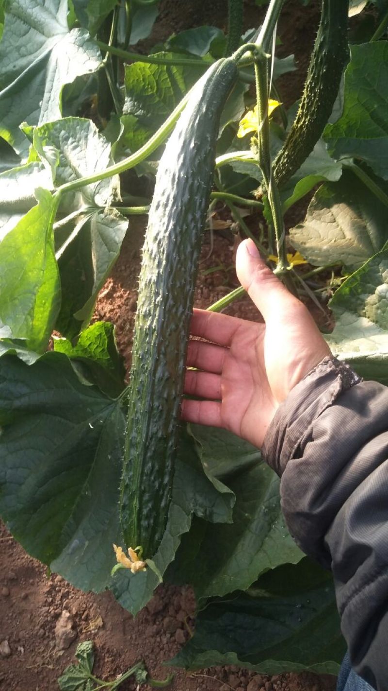 黄瓜干花带刺25公分以上