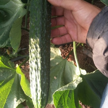 黄瓜干花带刺25公分以上