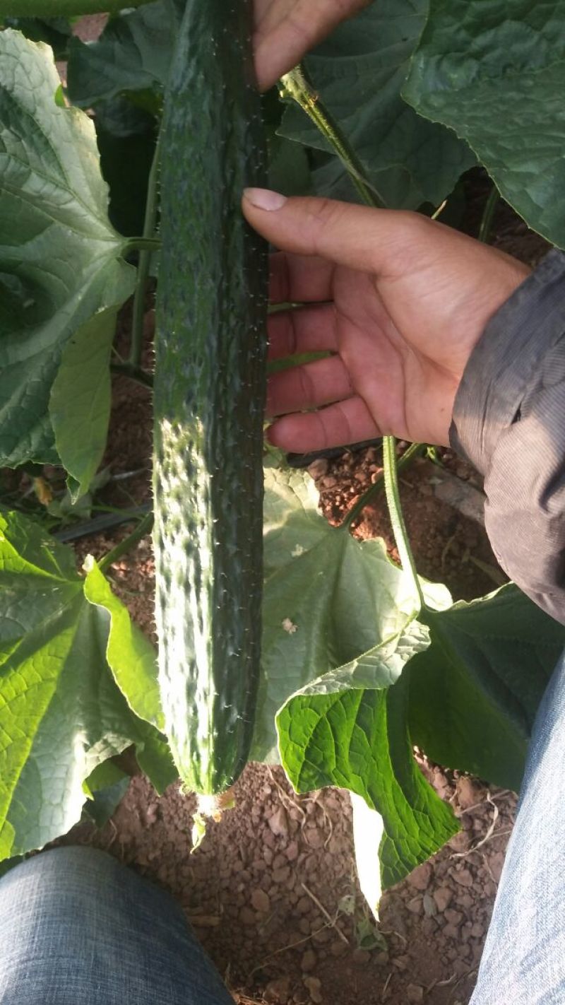 黄瓜干花带刺25公分以上