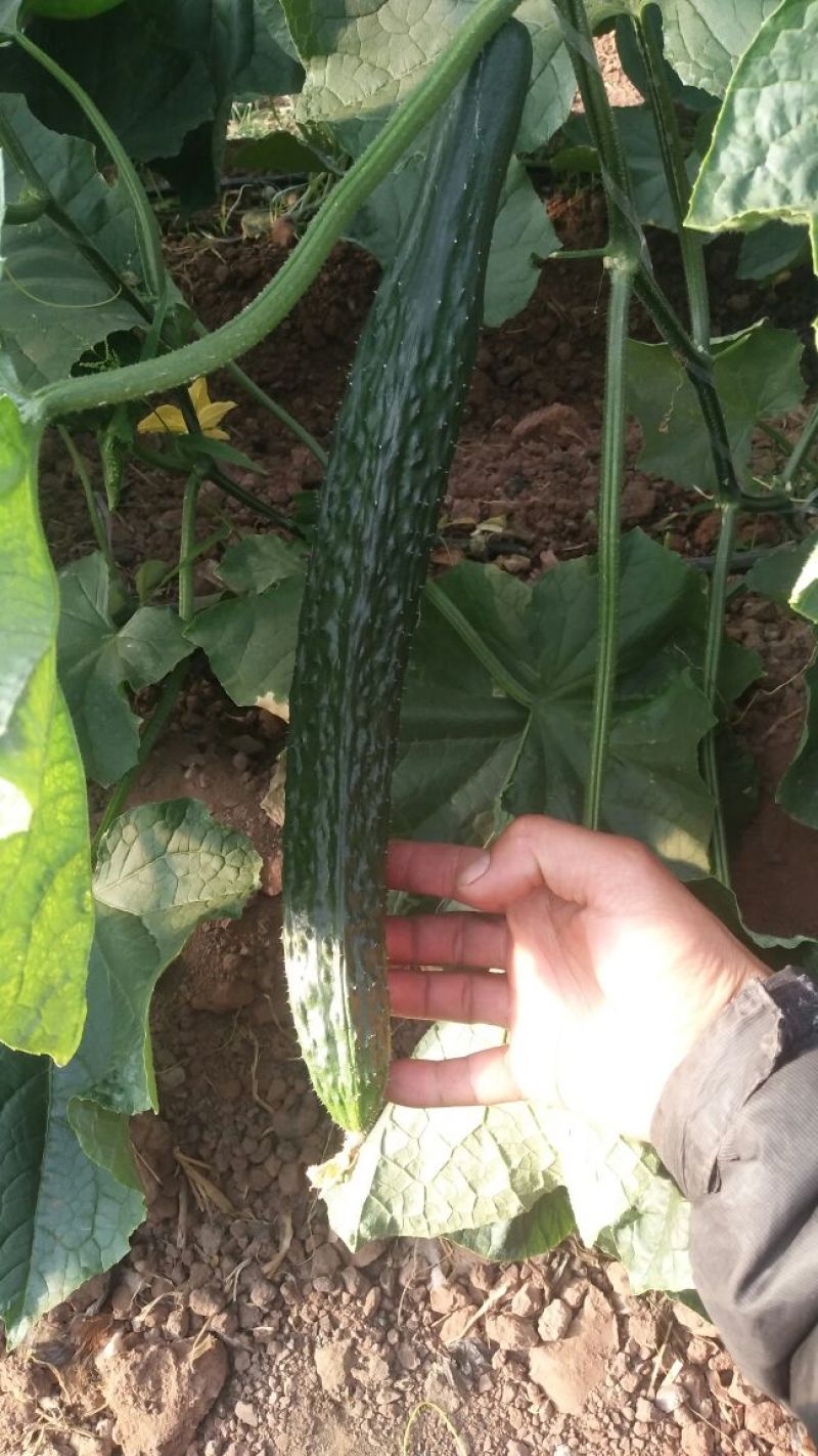 黄瓜干花带刺25公分以上