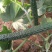黄瓜干花带刺25公分以上