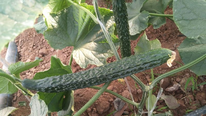 黄瓜干花带刺25公分以上