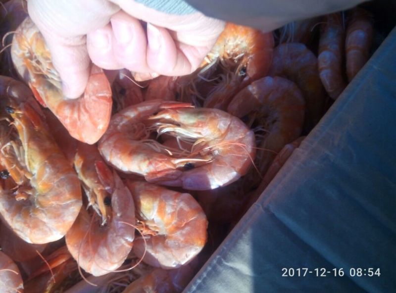 红虾食用冻虾