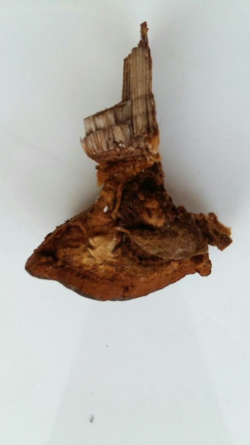 桑黄