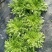 苦菊8~10cm