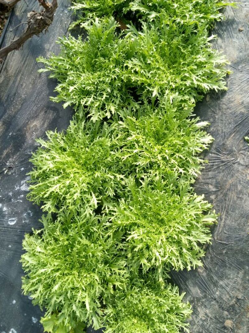 苦菊8~10cm
