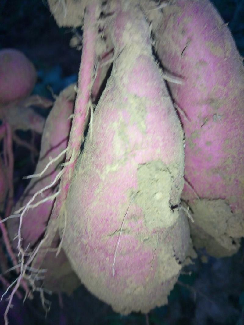 红薯商薯19红薯打粉薯基地直供欢迎咨询
