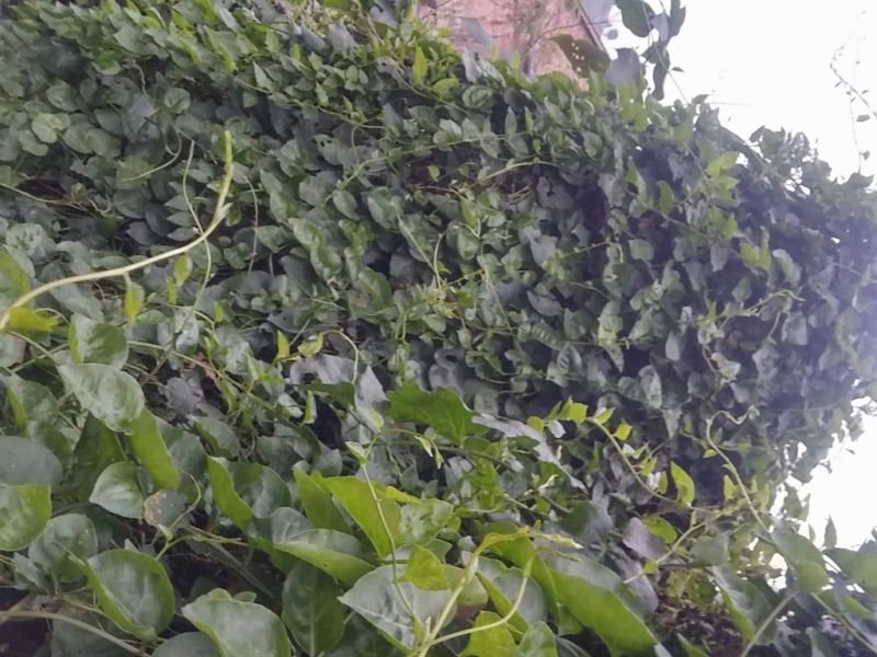 藤三七大山深处的(金不换)
