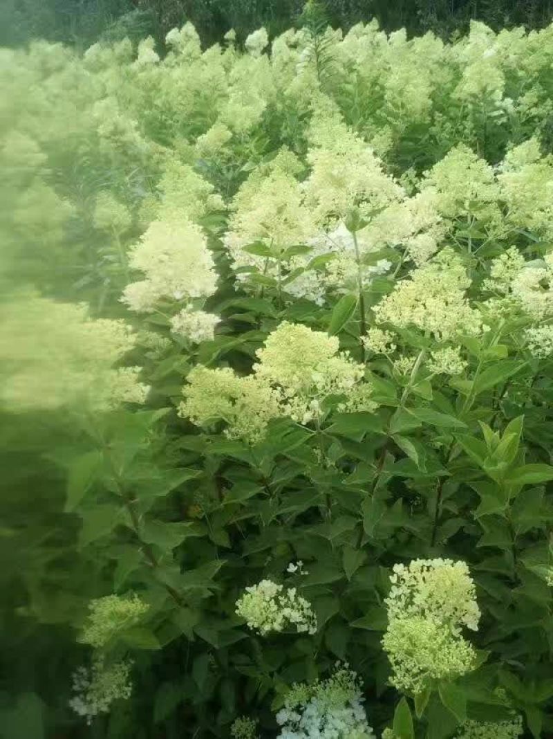 江苏木绣基地苗圃直销规格齐全无中介