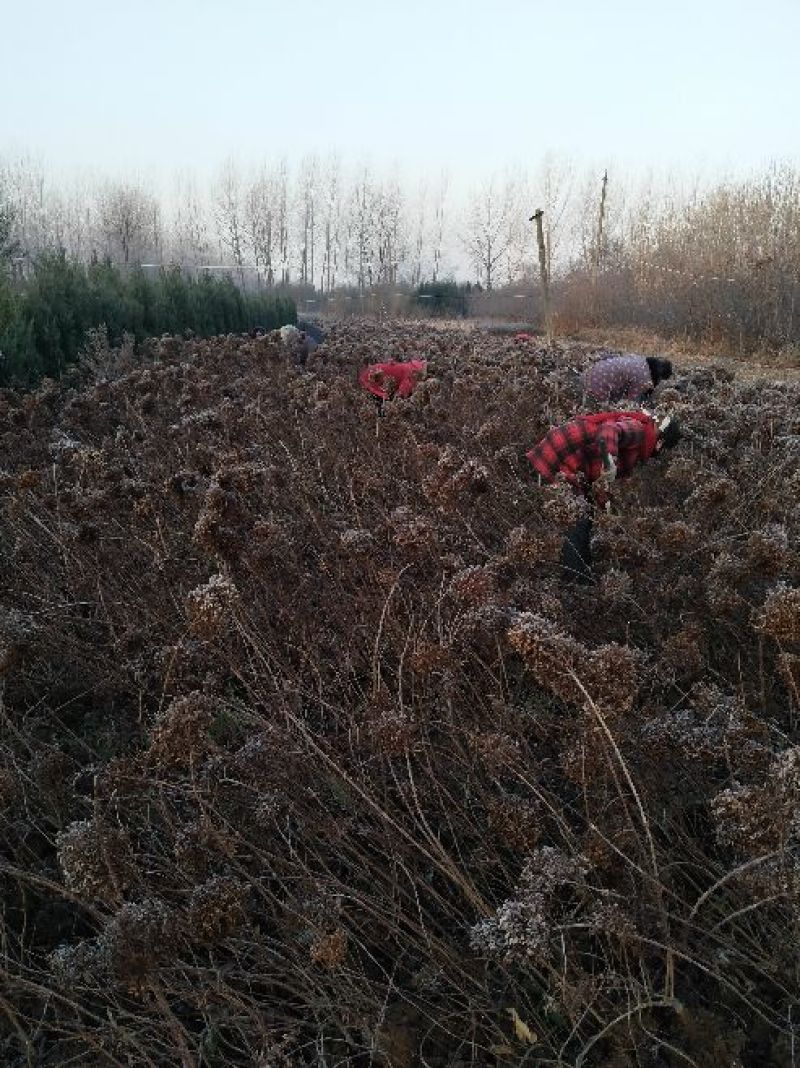 江苏木绣基地苗圃直销规格齐全无中介