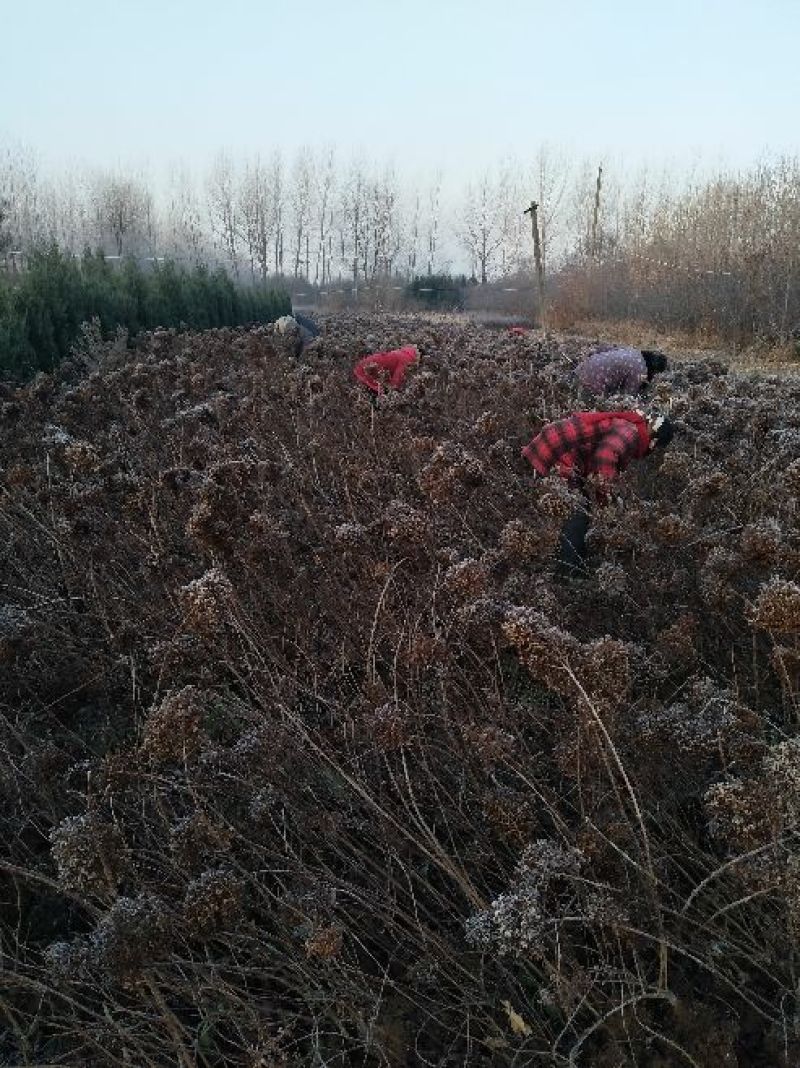 江苏木绣基地苗圃直销规格齐全无中介