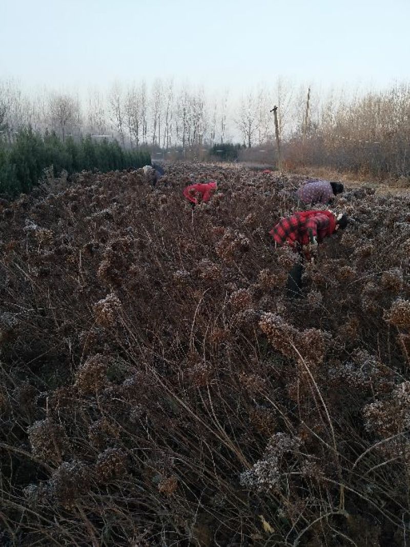 江苏木绣基地苗圃直销规格齐全无中介