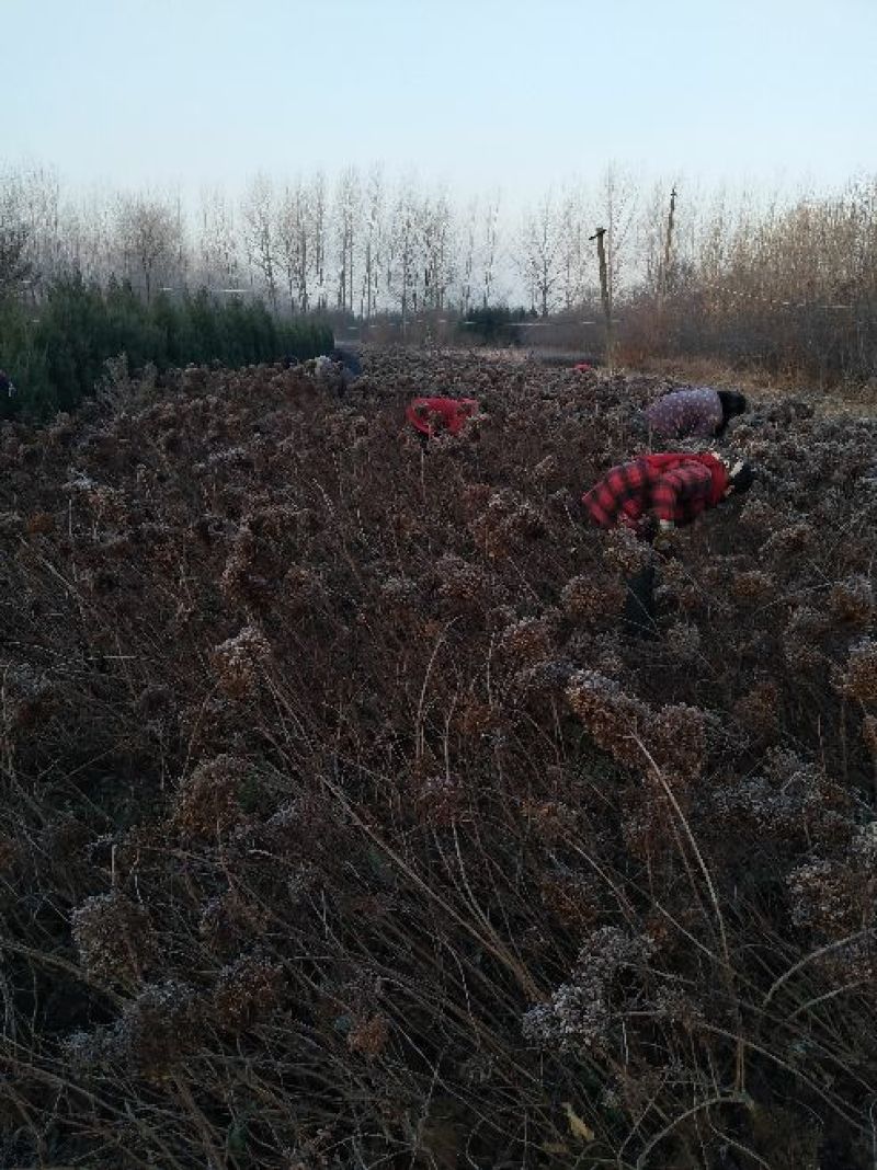 江苏木绣基地苗圃直销规格齐全无中介