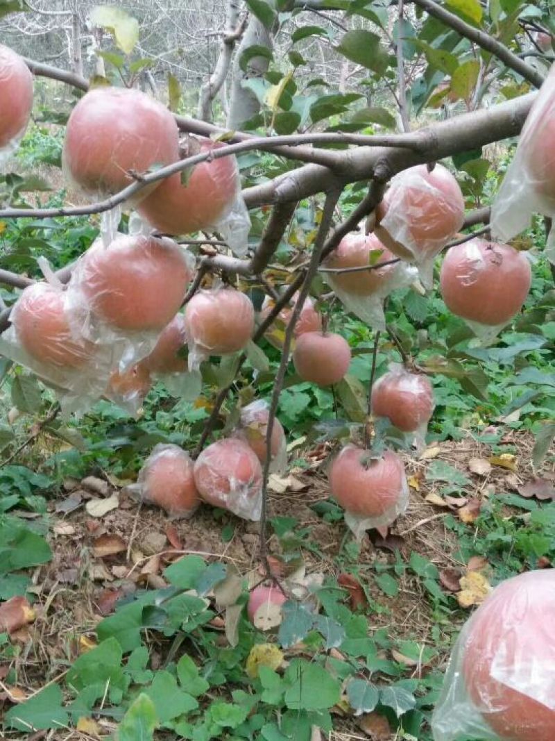 红富士苹果75mm以上膜袋