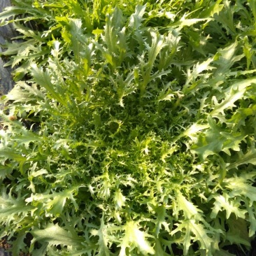 苦苣菜15~20厘米