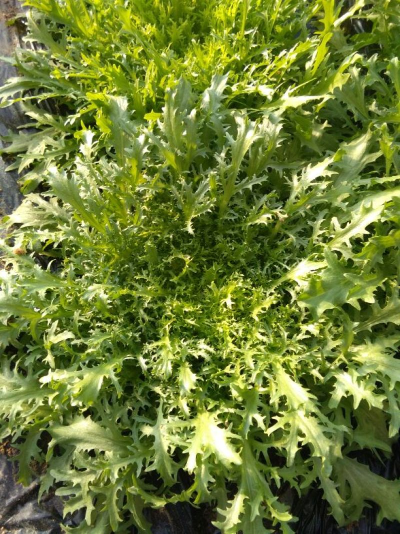 苦苣菜15~20厘米