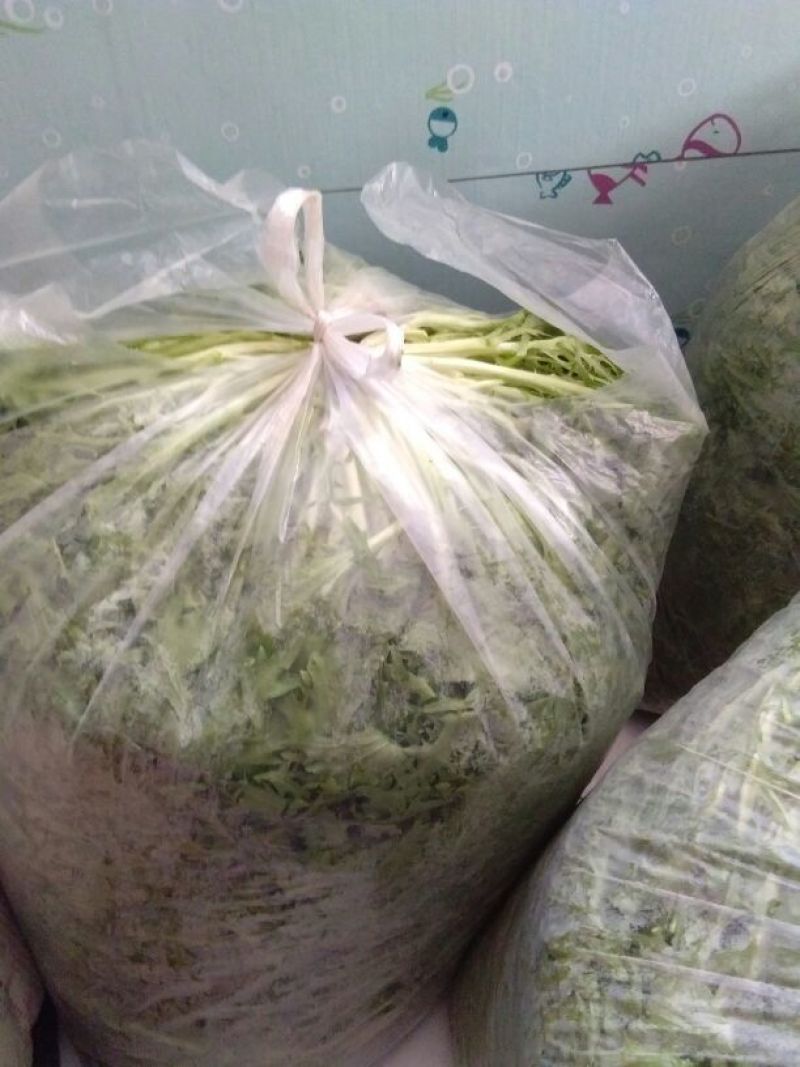 苦苣菜15~20厘米