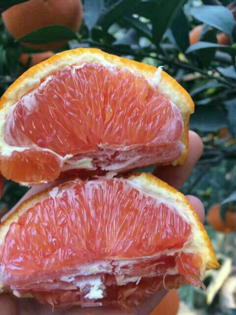 【红心橙】鲜甜多汁皮薄肉厚专业种植新鲜下树，一手货