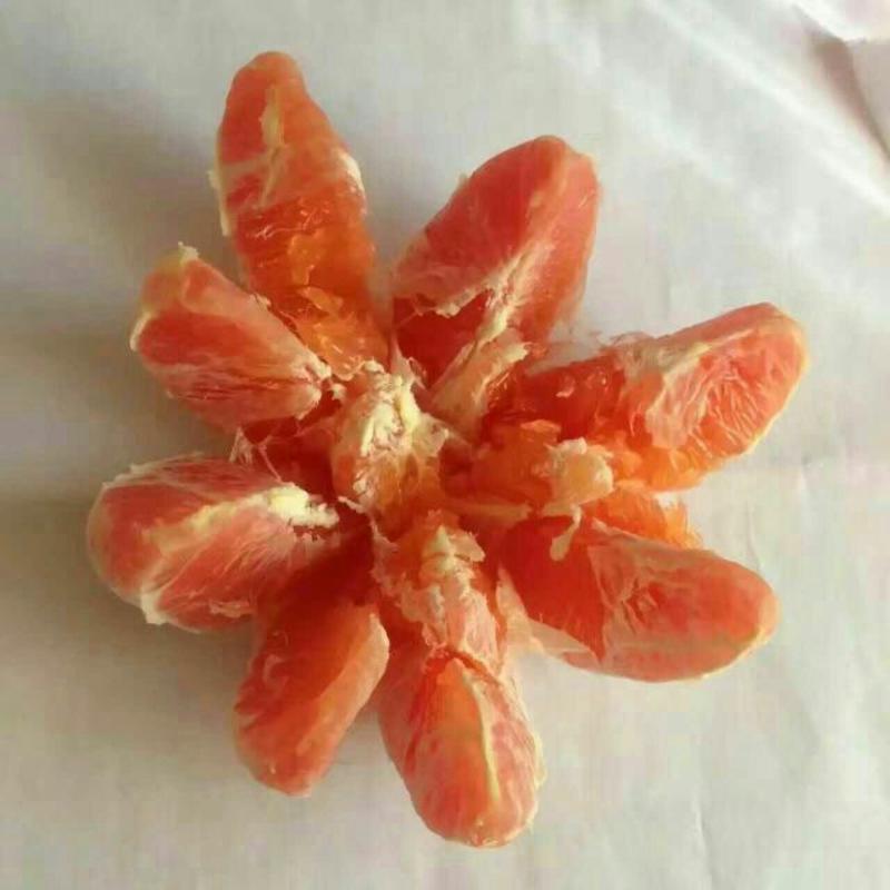 【红心橙】鲜甜多汁皮薄肉厚专业种植新鲜下树，一手货