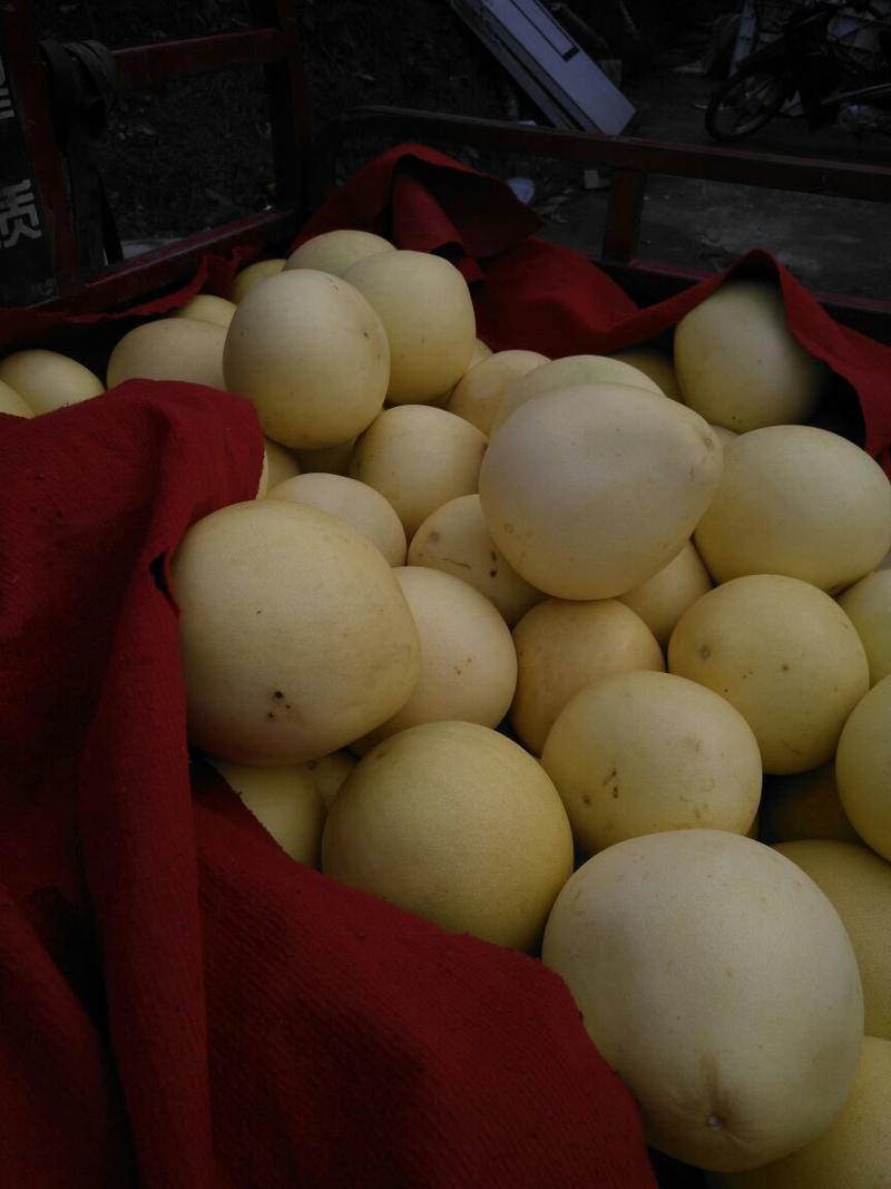 【热买中】琯溪蜜柚产地大量上诚信代办保质保量一手货