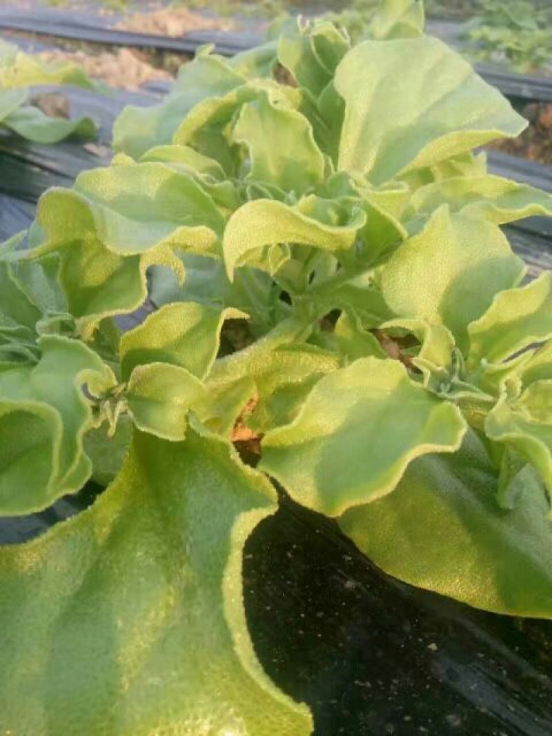 冰菜苗冰草苗非洲冰菜苗