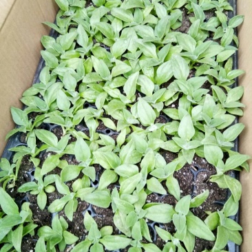 冰菜苗冰草苗非洲冰菜苗