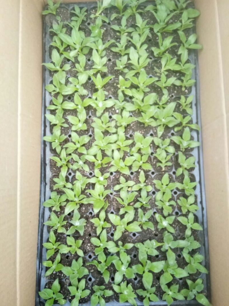 冰菜苗冰草苗非洲冰菜苗
