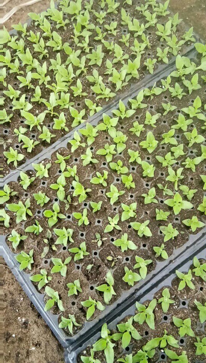 冰菜苗冰草苗非洲冰菜苗