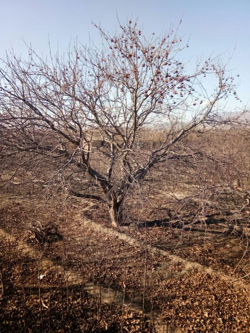 造型树