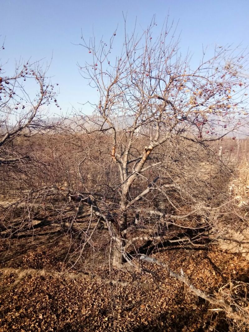 造型树