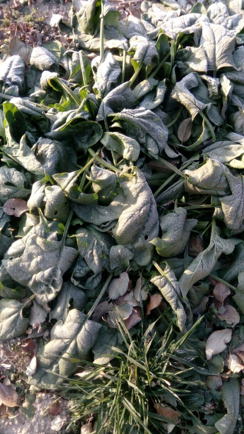 秋菠菜20~25厘米