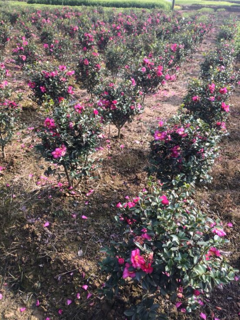 茶梅茶梅苗，1至3年生小苗，农户直销。