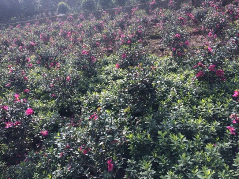茶梅茶梅苗，1至3年生小苗，农户直销。